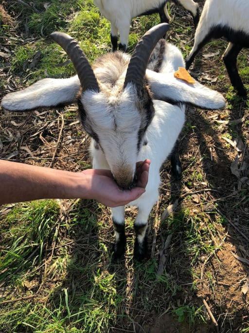オビドス Quinta Da Casa Azulヴィラ エクステリア 写真